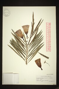 Thevetia peruviana image