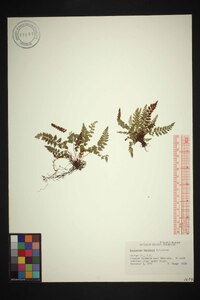 Asplenium bradleyi image