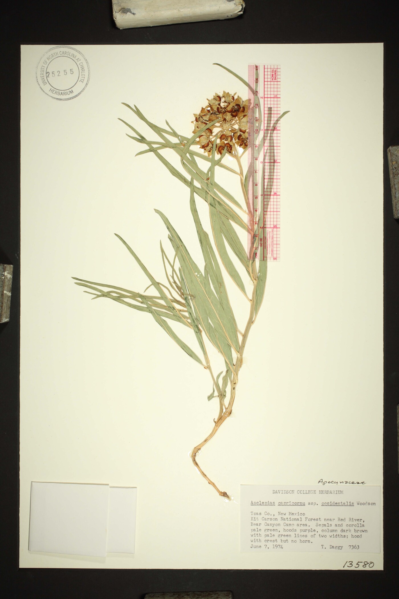 Asclepias asperula subsp. capricornu image