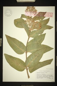 Asclepias eriocarpa image