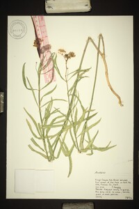 Asclepias fascicularis image