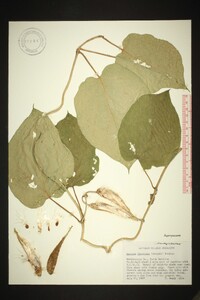 Matelea flavidula image