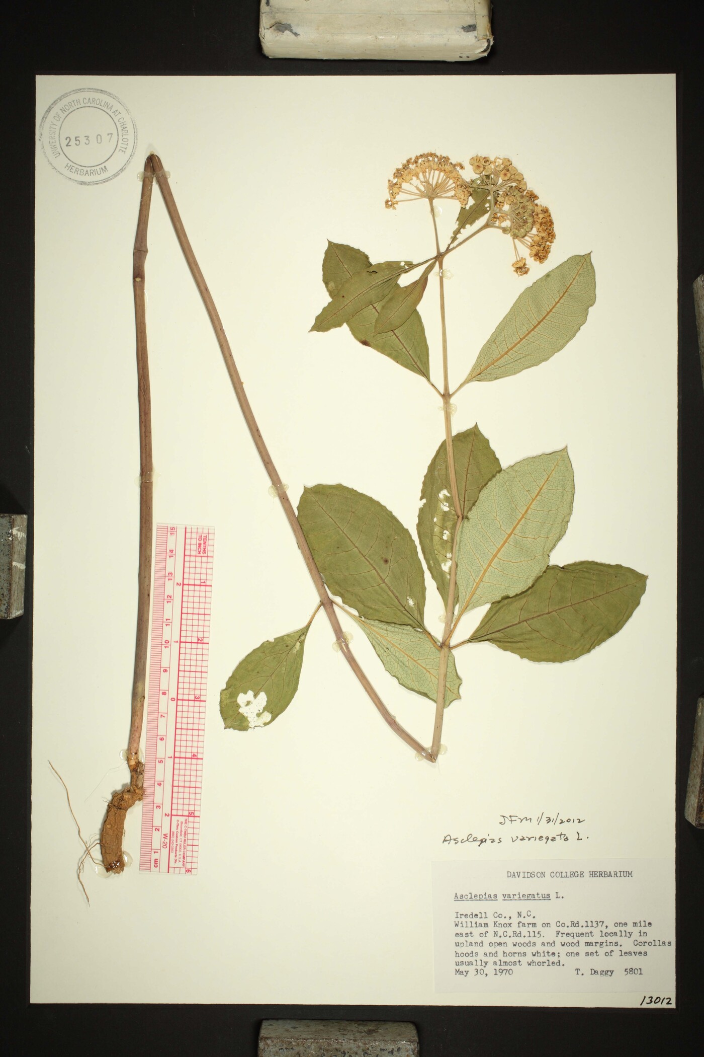 Asclepias variegata image