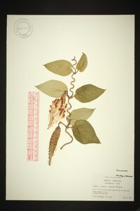 Matelea carolinensis image