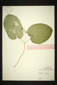 Matelea carolinensis image