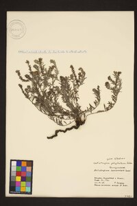 Heliotropium polyphyllum image