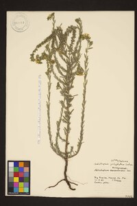 Heliotropium polyphyllum image