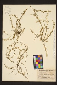 Image of Euploca antillana