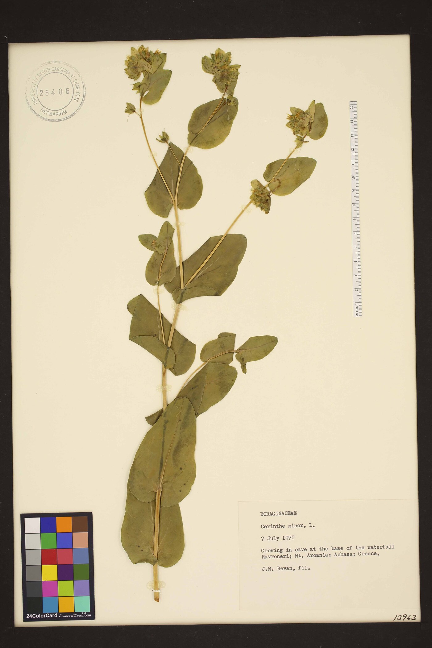 Cerinthe minor image
