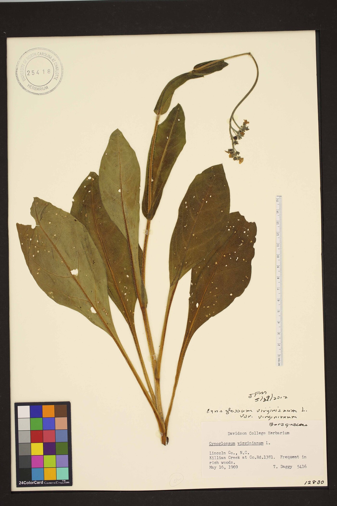 Andersonglossum virginianum image