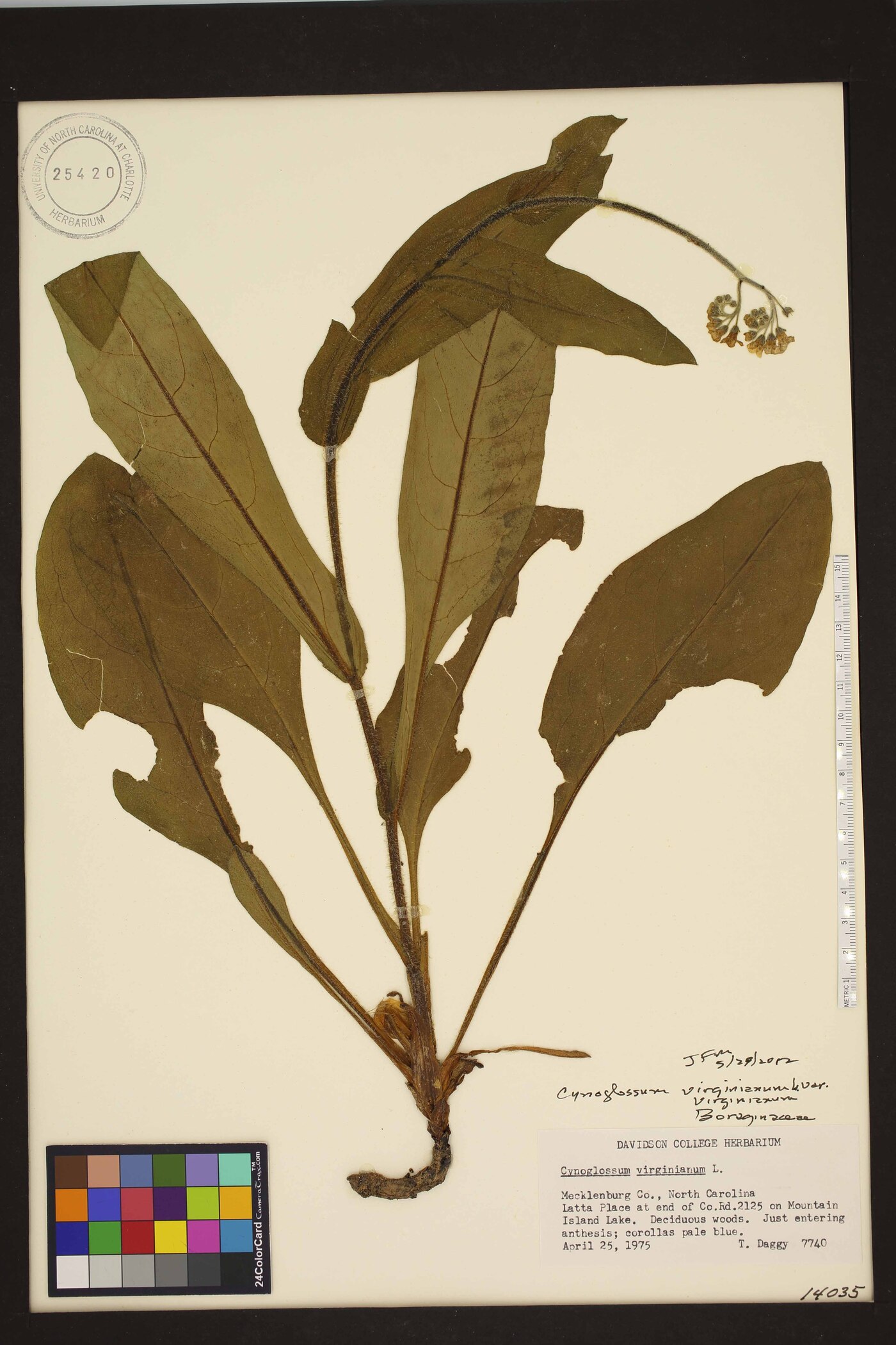 Andersonglossum virginianum image