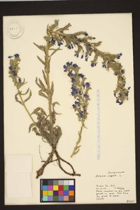 Echium vulgare image