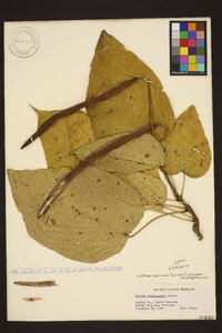 Catalpa speciosa image