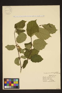 Corylus cornuta image