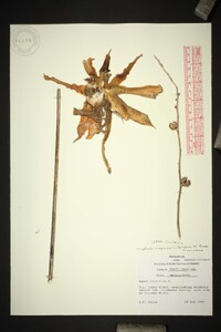 Manfreda virginica image