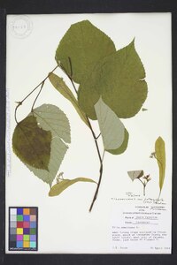 Tilia americana var. heterophylla image