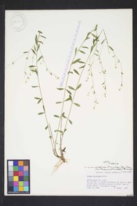 Linum medium var. texanum image