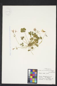 Oxalis articulata image