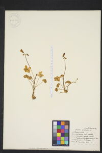 Oxalis violacea image