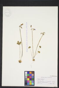 Oxalis violacea image