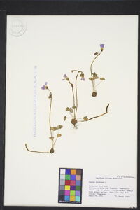 Oxalis violacea image