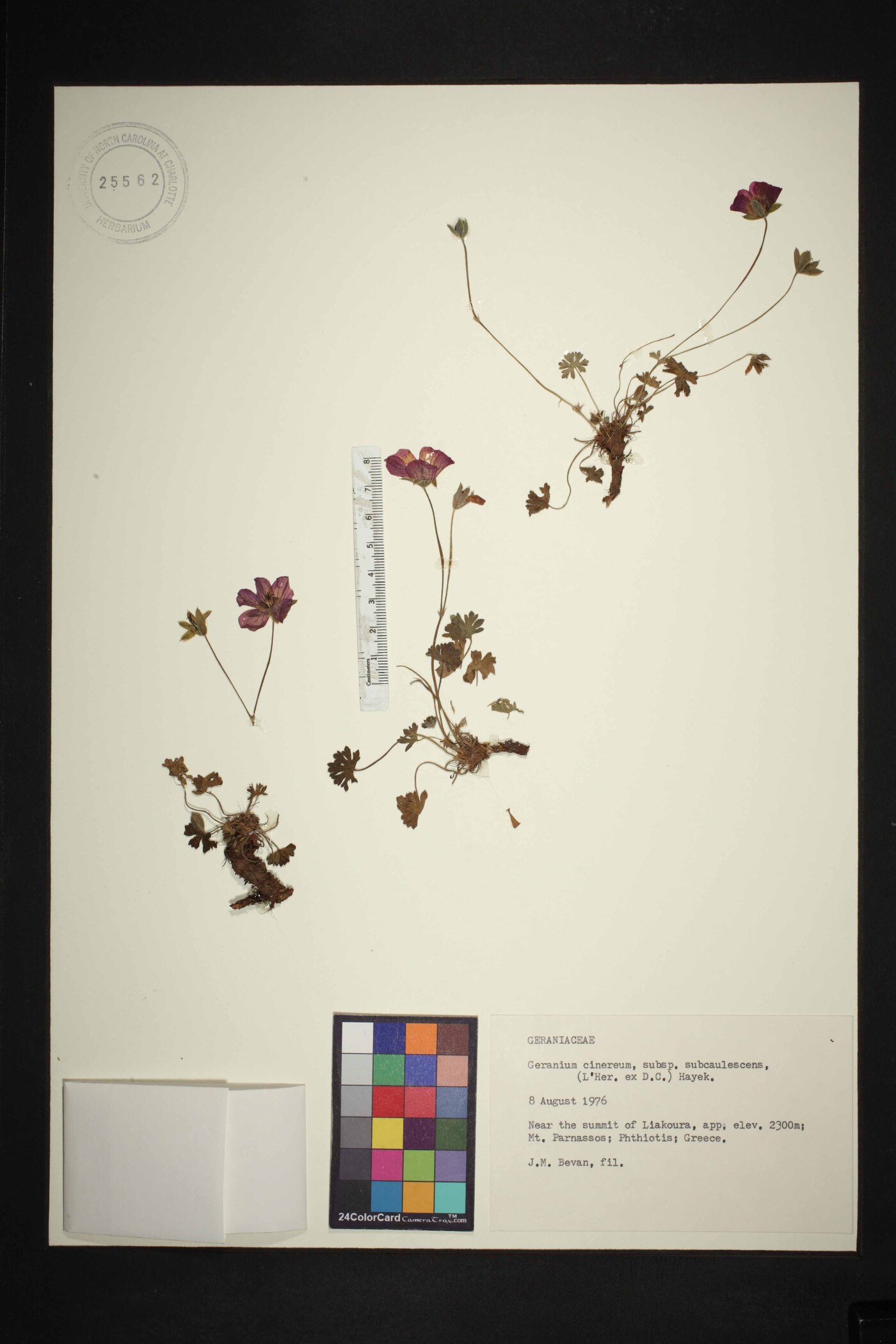 Geranium subcaulescens image