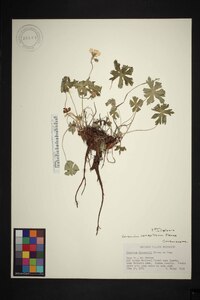 Geranium caespitosum image