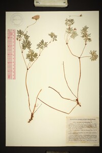 Geranium potentillifolium image