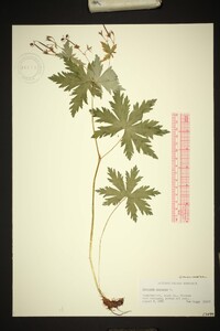 Geranium pratense image