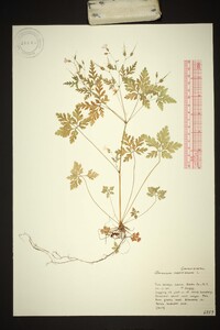 Geranium robertianum image