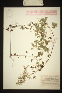 Geranium seemannii image
