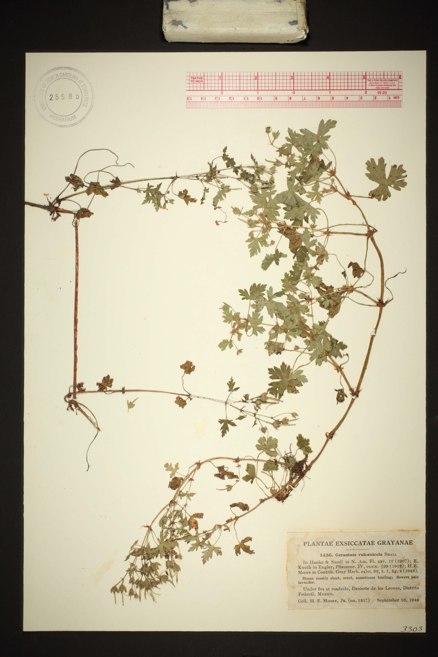 Geranium seemannii subsp. seemannii image
