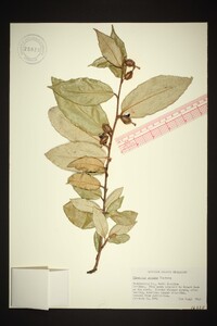 Elaeagnus pungens image