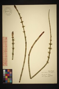 Equisetum fluviatile image