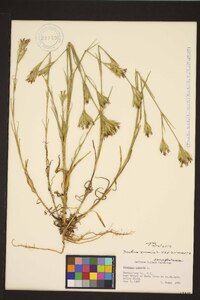 Dianthus armeria subsp. armeria image