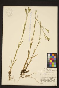 Dianthus armeria subsp. armeria image