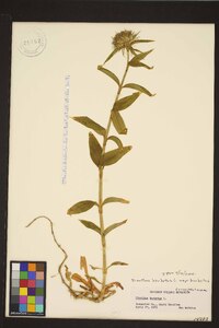 Dianthus barbatus subsp. barbatus image