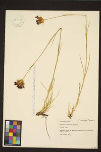 Dianthus cruentus image