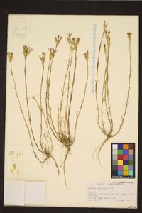 Dianthus sylvestris image