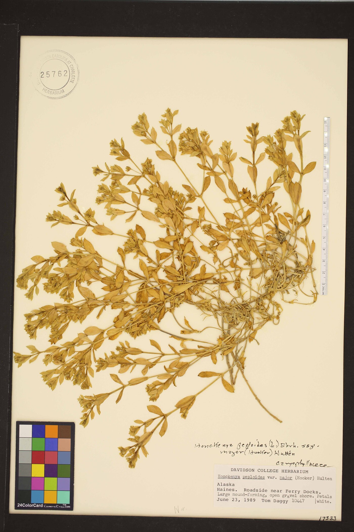 Honckenya peploides var. major image