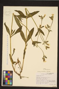 Silene latifolia image