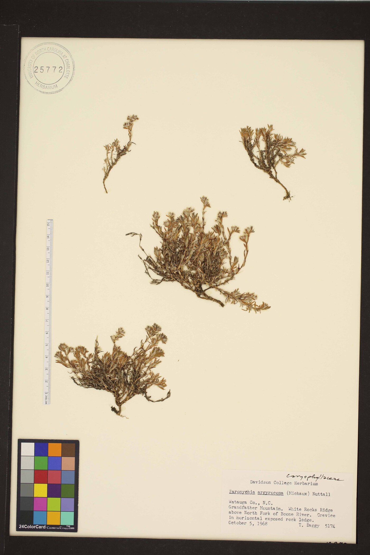 Paronychia argyrocoma image