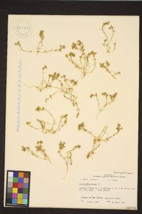 Scleranthus annuus subsp. annuus image