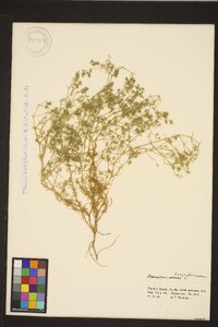 Scleranthus annuus subsp. annuus image