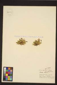 Silene acaulis image