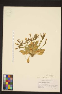 Silene caroliniana image