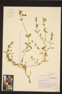 Silene uniflora image