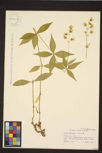 Silene stellata image