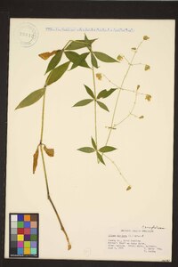 Silene stellata image