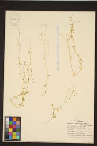 Stellaria prostrata image